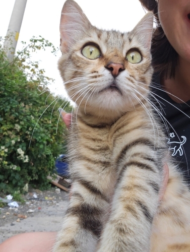 1.5 yaş uzun tüylü kedi tel:0545 806 86 49 fotoğraf