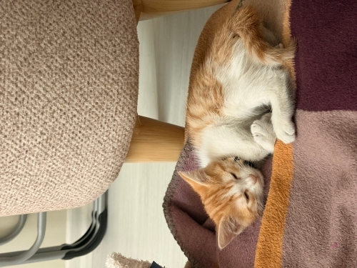 Cana yakın dört yapraklı yoncamız dişi sarmanımız .Sarmana göre uysal bir bebiş fotoğraf