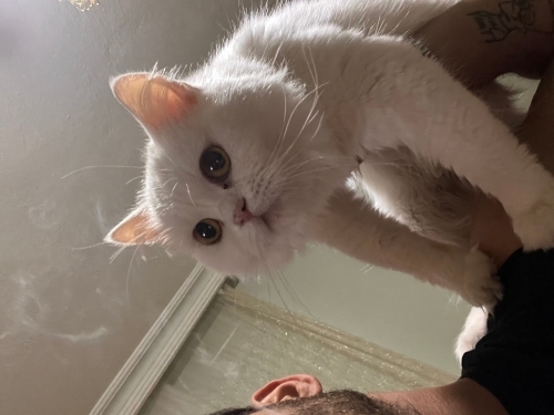 Güzel kızımıza yuva olmak ister misiniz fotoğraf