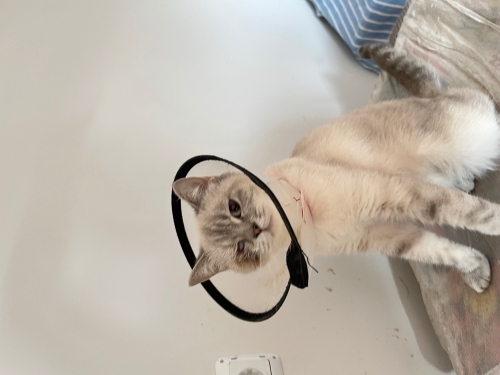 SOKAĞA TERK EDİLEN CİNS KEDİ 😿 fotoğraf