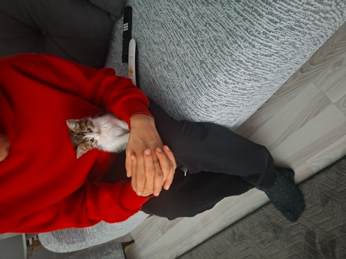 Bu küçük bebeğe çok acil yuva arıyoruz fotoğraf