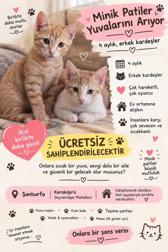 Başlık: 🐾 Eşyalarıyla Birlikte Yuva Arayan İki Neşeli Kardeş (4 Aylık/Erkek) fotoğraf