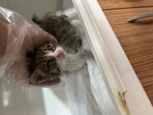 Sevimli yavru kedi fotoğraf