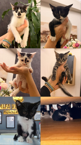 5 BEBİŞ YUVA ARIYOR fotoğraf
