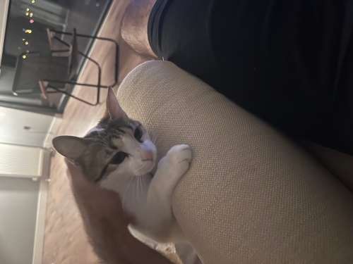 Minik Dostuma Sevgi Dolu Bir Yuva 🐾 Xenon Bakım Ekipmanları Hediye fotoğraf