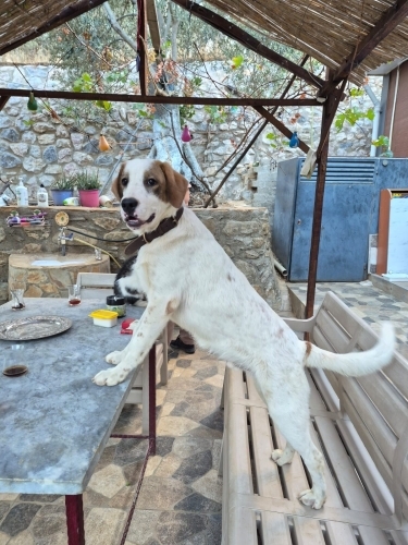 Balıkesir Edremit Ücretsiz sahiplendirme fotoğraf