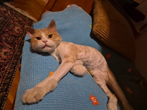 Simba'ya yuva aranıyor fotoğraf