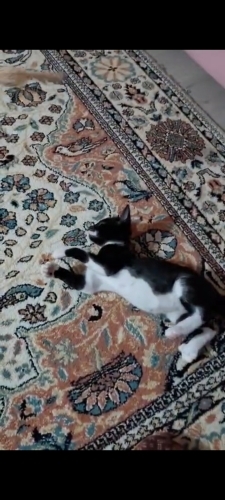Sokakta bulunan sahipsiz minik fotoğraf
