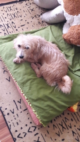 Sokağa atılmış cins bal gibi tatlı fotoğraf