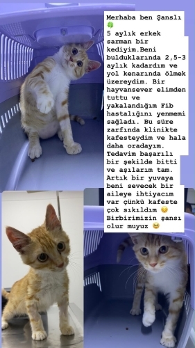 Şanslı yuva arıyor fotoğraf