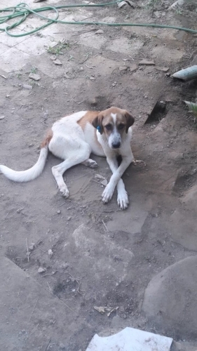 Kurtarılan Tarçın fotoğraf
