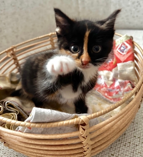 Calico Prenses Yuva Arıyor fotoğraf
