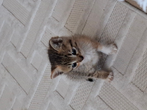 İki adet yavru kedi fotoğraf