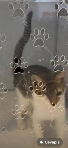 🐾 Ömürlük yuvasını arayan minik bir tekir! 🐾 fotoğraf