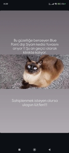 Uysal ve terk edilmiş fotoğraf