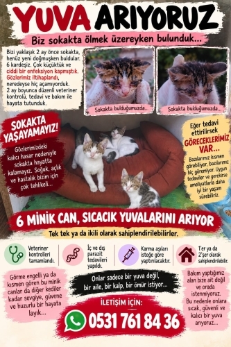 6 MİNİK CAN, SICACIK YUVALARINI ARIYOR 🐾 fotoğraf