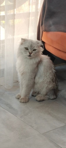 Ücretsiz güvenli Sahiplendirme fotoğraf