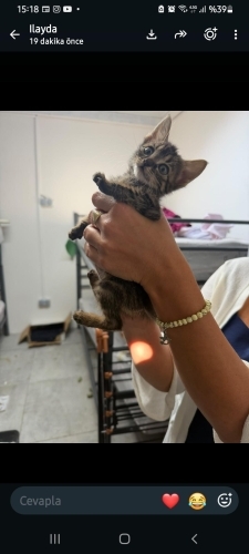 2 aylık erkek bebek acil yuva arıyor fotoğraf