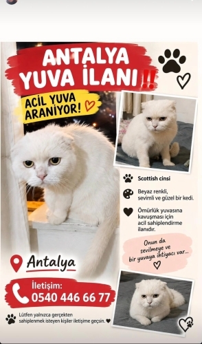 Yakışıklı sevimli fotoğraf