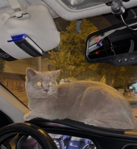 Yuvasını arıyor fotoğraf