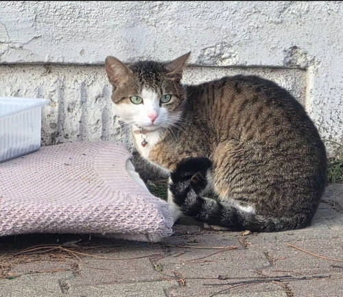 Ömürlük Yuvasını Arayan Yeşil Gözlü Yakışıklı💚🐾 fotoğraf