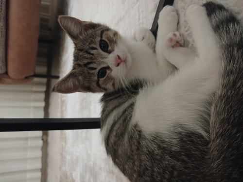 Evinizin nesesi olacak o kedi fotoğraf
