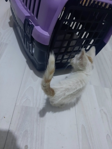 Gözü kör Yavru kedi acil yuva araniyor fotoğraf