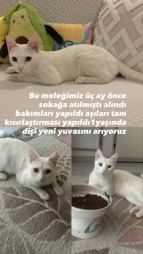 Bir yuva arıyoruz fotoğraf