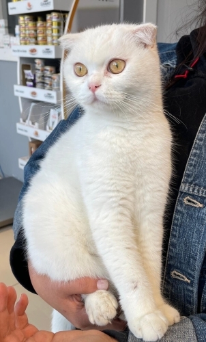 Sokağa Atılmış Scottish Fold İnci Kıza Acil Kalıcı Yuva fotoğraf