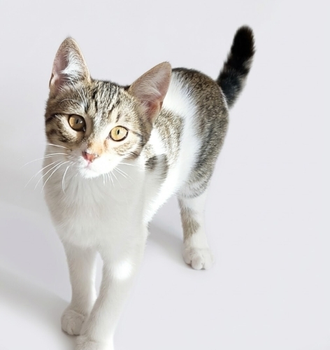 Sakin ve oyuncu bir kedi. fotoğraf