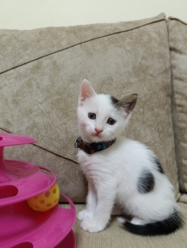 MİNNOŞ KIZIMIZA YUVA fotoğraf