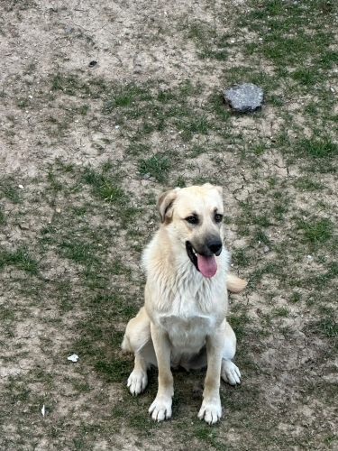 Dişi, kısır, Kangal-Golden kırması, çipi var ve aşıları tamam fotoğraf