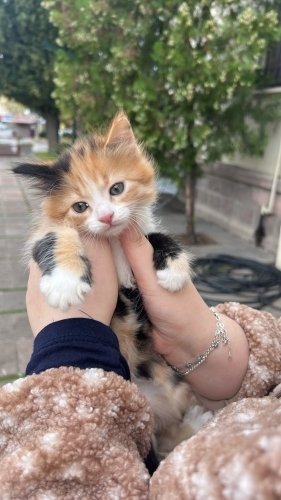 BIDIK KIZ İÇİN ACİL YUVA fotoğraf