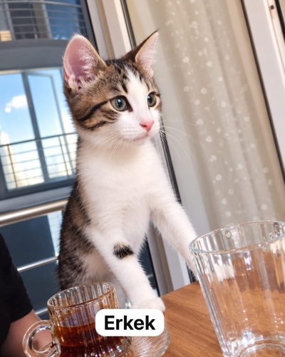 Acil yuva aranıyor fotoğraf