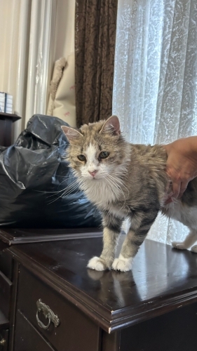 Uysal, insan canlısı bir kedi fotoğraf
