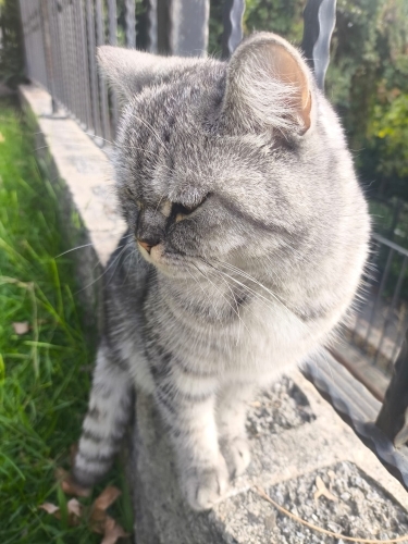 Badem Yuva arııyor. fotoğraf
