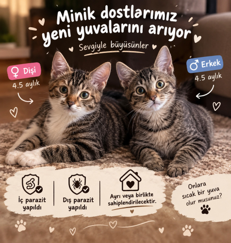 Ücretsiz Sevgi Pıtırcıkları fotoğraf