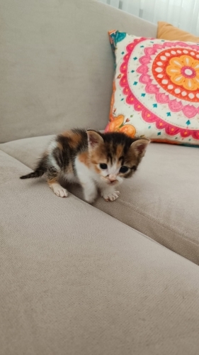 Minik Zeyna ömürlük yuvasını arıyor fotoğraf