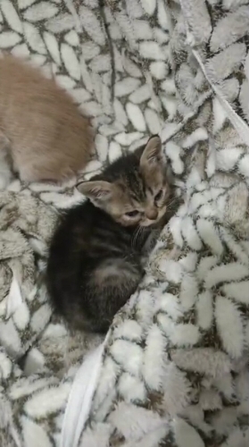 2 minik kardeş için acil yuvalar fotoğraf