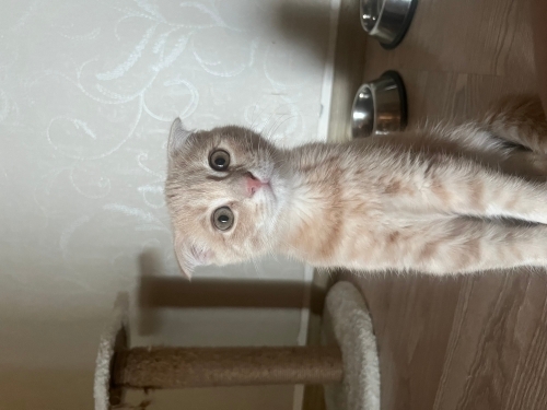 İsmi gibi komik bir kedi🫶🏻😋 fotoğraf