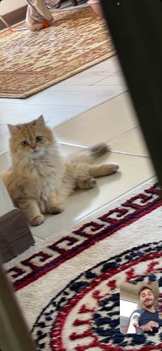 Sevimli uysal yaramaz değil sizlerle uyumaya alışık ve aşırı bağımlı kedi fotoğraf