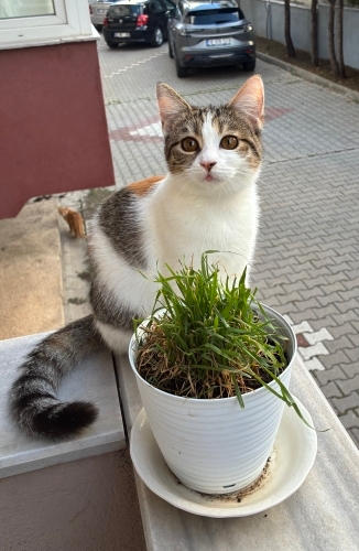 Kardeş yavrulara ömürlük yuva arıyoruz fotoğraf