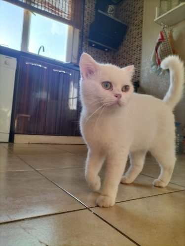 Ücretsiz Cins Kedi fotoğraf