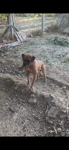4,5 yaşında boxer fotoğraf