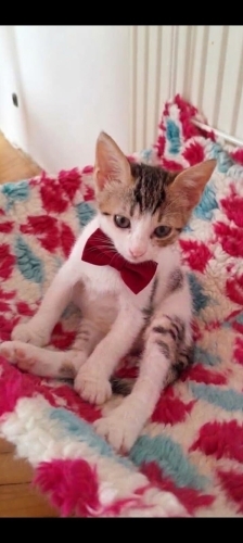 Asya yuva arıyor fotoğraf