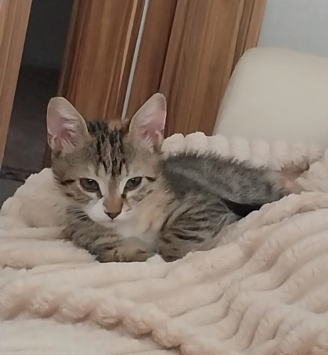 2 aylık toprak yuva arıyor fotoğraf