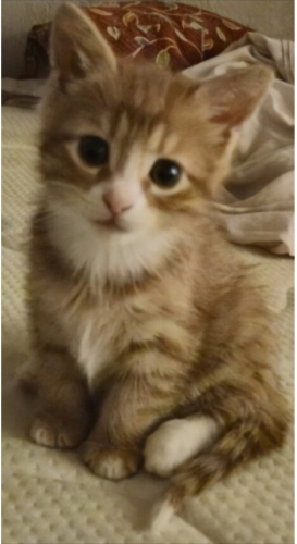 1 Aylık Yavru Kedi fotoğraf