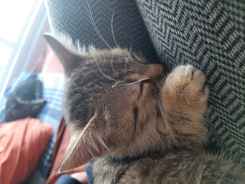 Kucakcı kedi Minik yeni ailesini arıyor fotoğraf