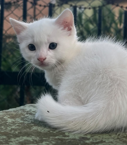 Bembeyaz kız sıcacık yuvasını arıyor fotoğraf