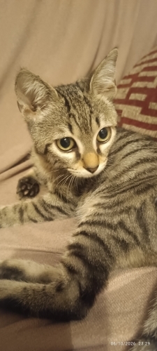 Yavru kedi ömürlük yuvasını arıyor fotoğraf